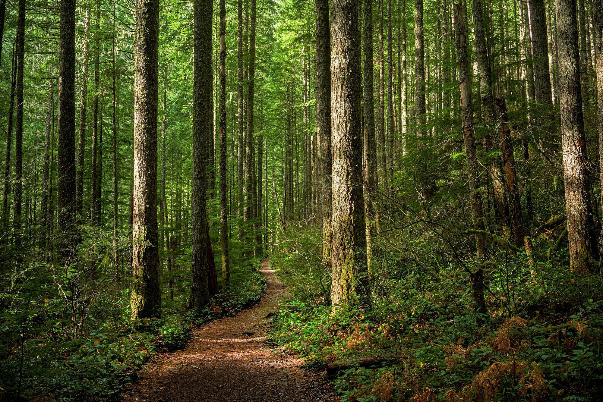 the healing power of nature